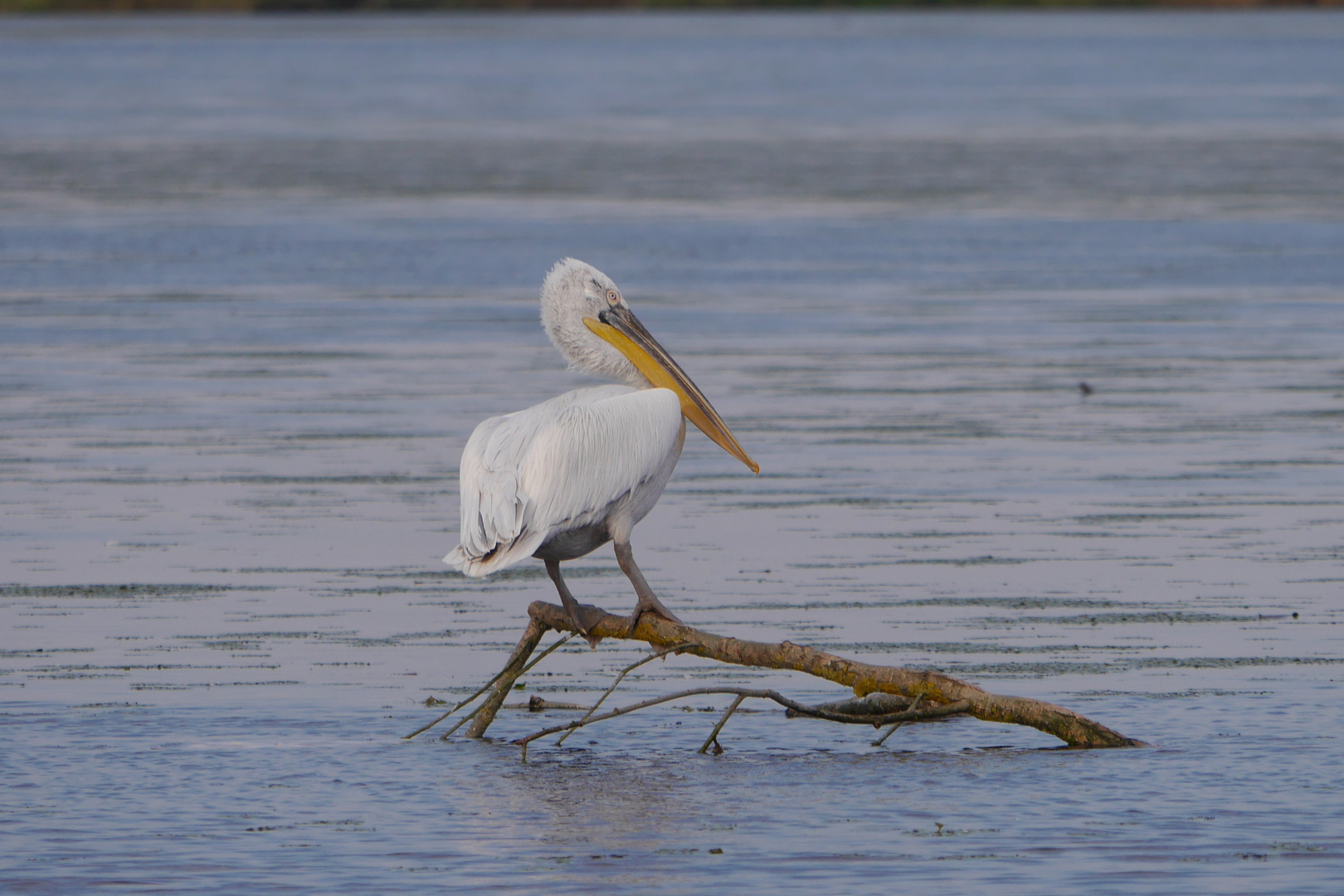 Rosa Pelikan  -  Pelecanus onocrotalus