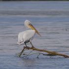 Rosa Pelikan  -  Pelecanus onocrotalus