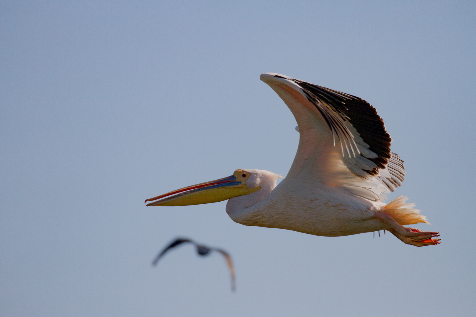 Rosa Pelikan (Pelecanus onocrotalus)