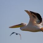 Rosa Pelikan (Pelecanus onocrotalus)