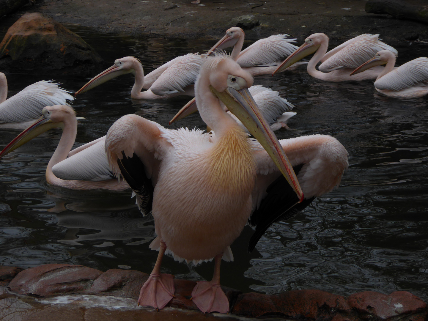 Rosa Pelikane im hannoverschen Zoo