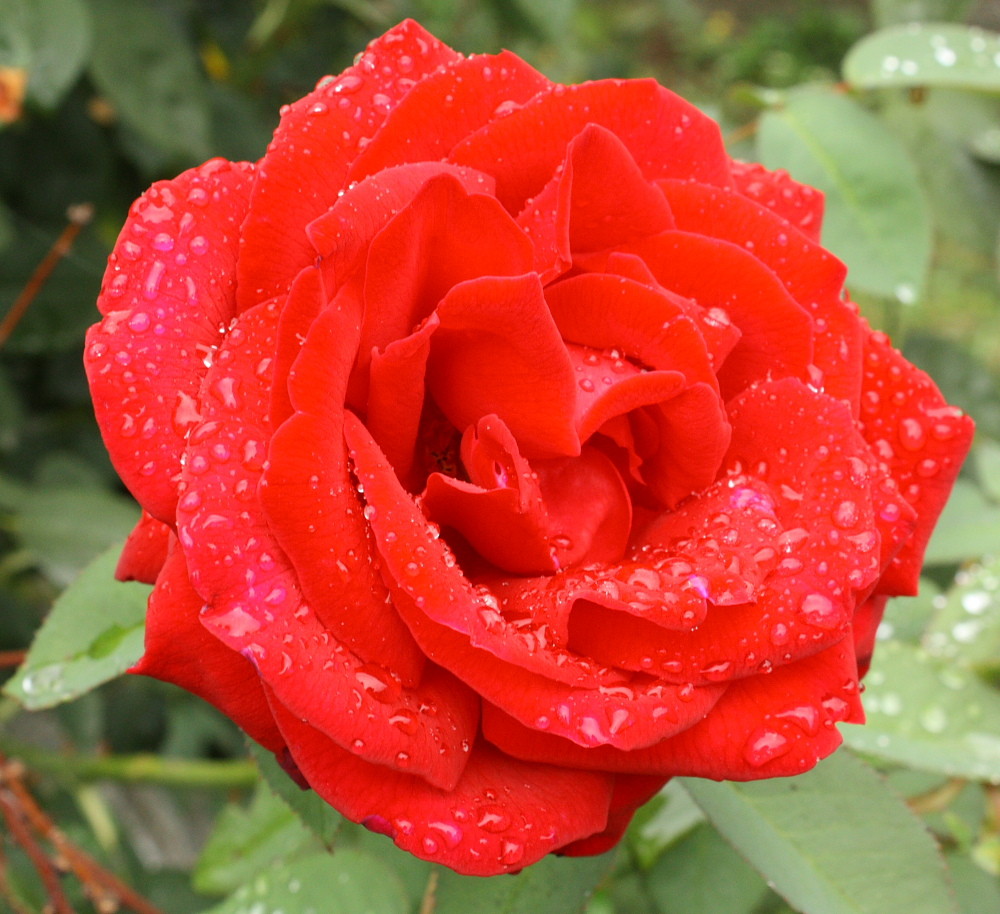 Rosa Perlata