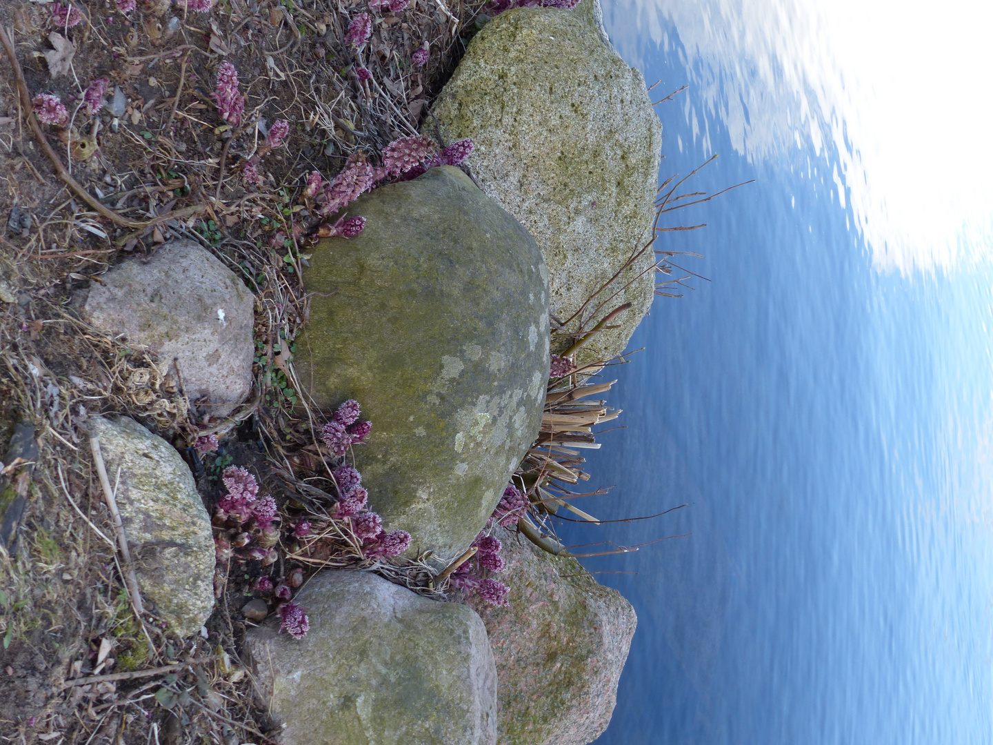 rosa Pestwurzblüten, graue Felsen, blauer See