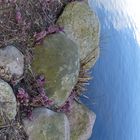 rosa Pestwurzblüten, graue Felsen, blauer See