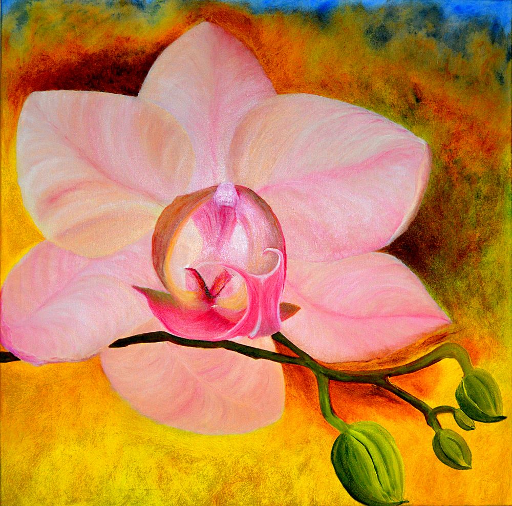 Rosa Phalaenopsis Orchideenblüte mit Knospen