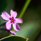 Rosa Phlox