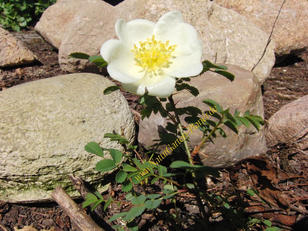 Rosa pimpinelfolia "Repens"