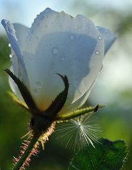 Rosa pimpinellifolia