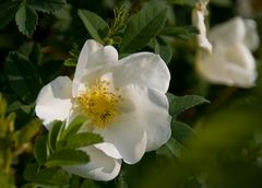 Rosa pimpinellifolia