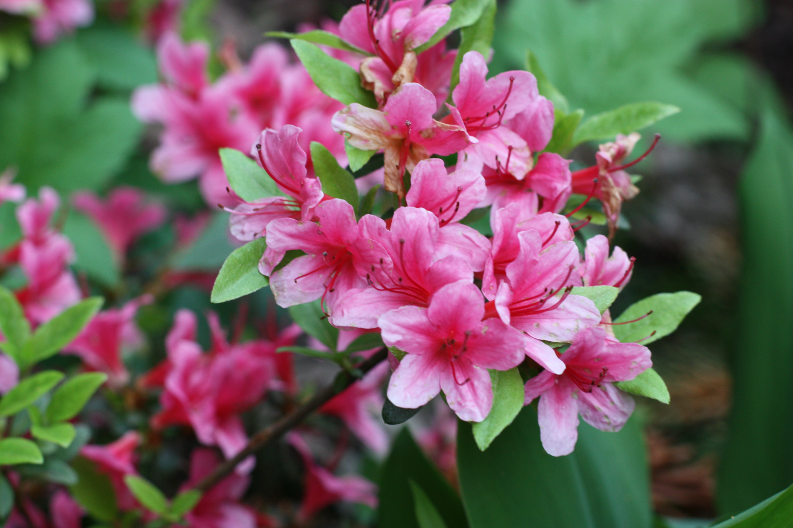 Rosa-Pinker Blütentraum