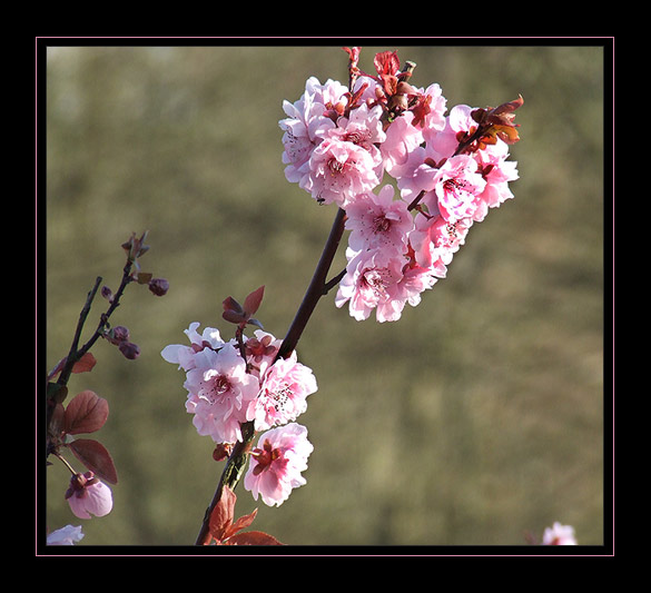 rosa Plümschen