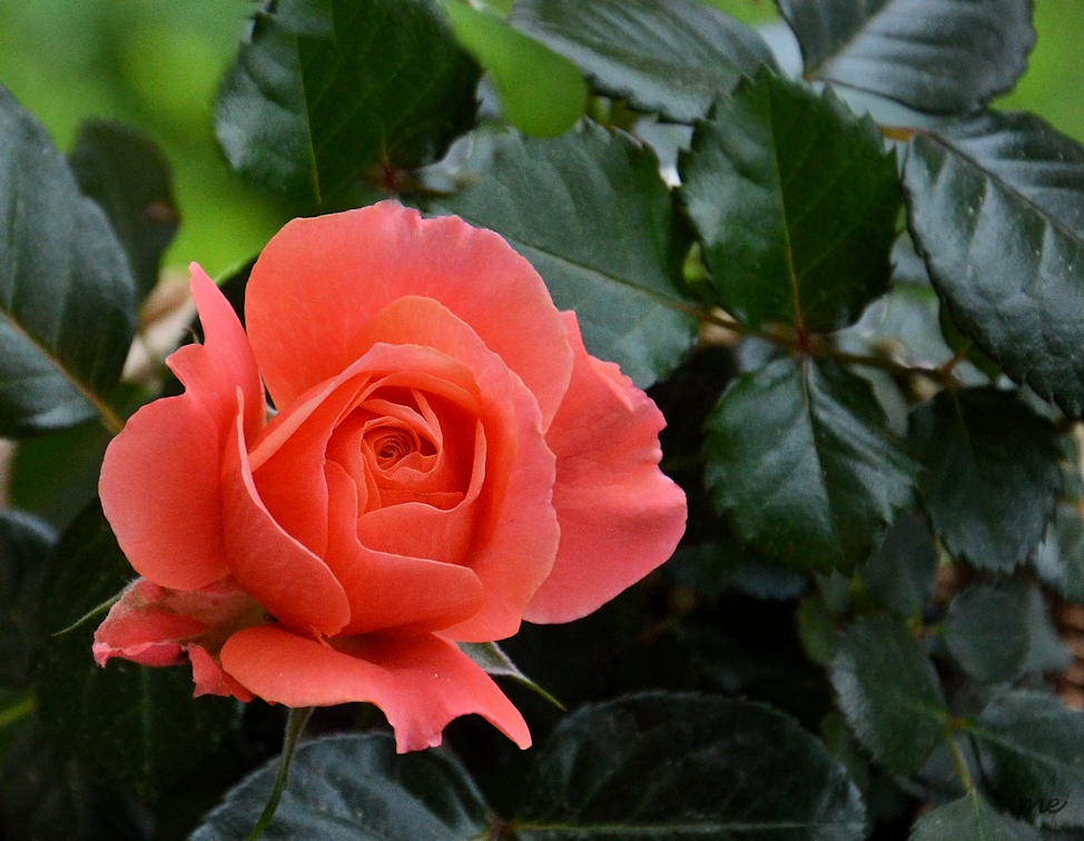 Rosa Polyantha...blüht auf meinem Balkon