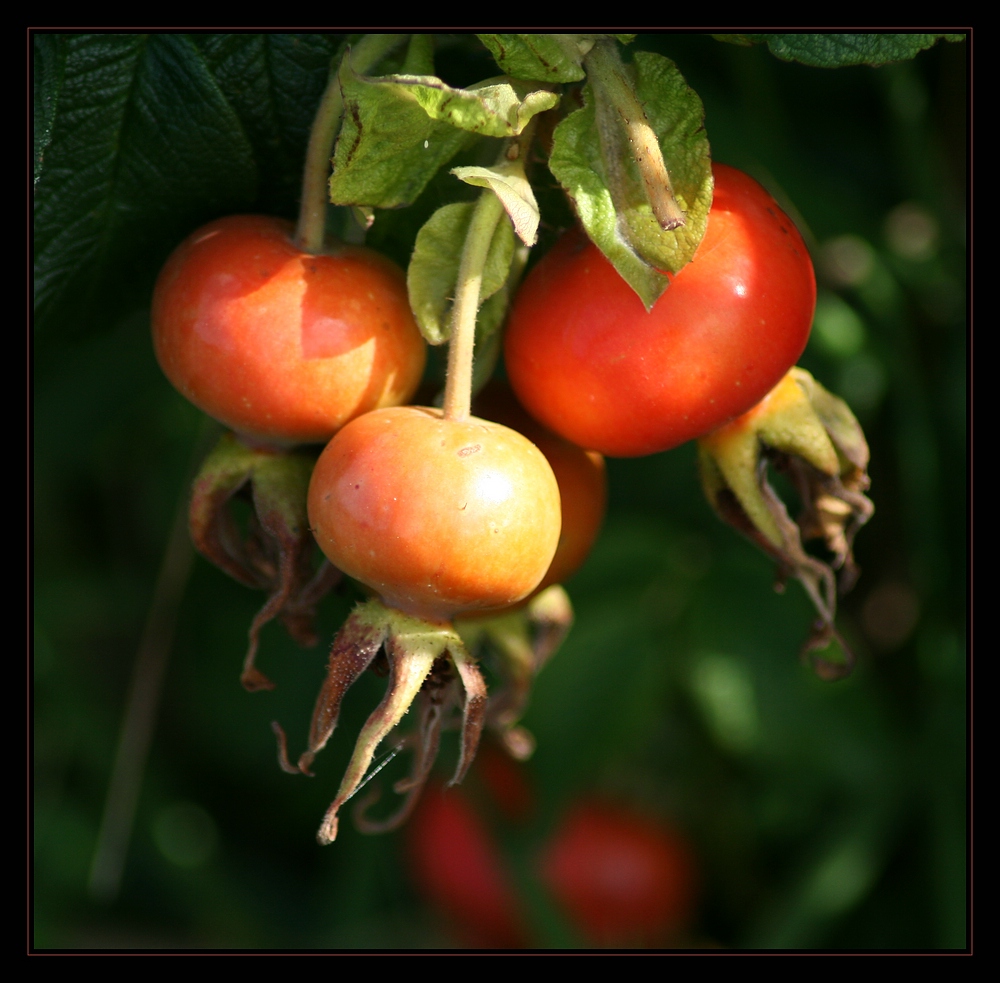 Rosa pomifera