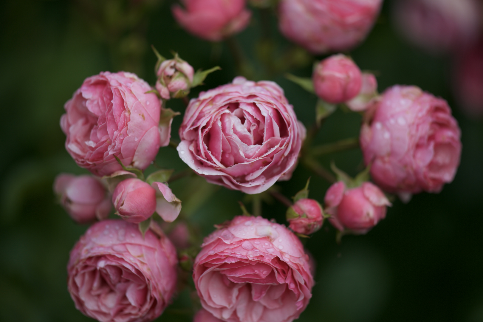 Rosa Pomponello Kordes