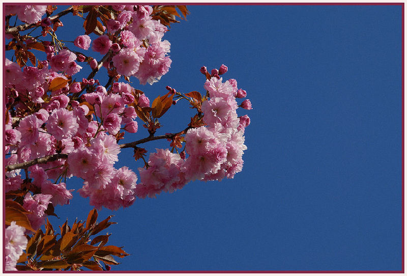 Rosa Pracht in blauer Unendlichkeit