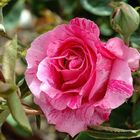 Rosa preciosa