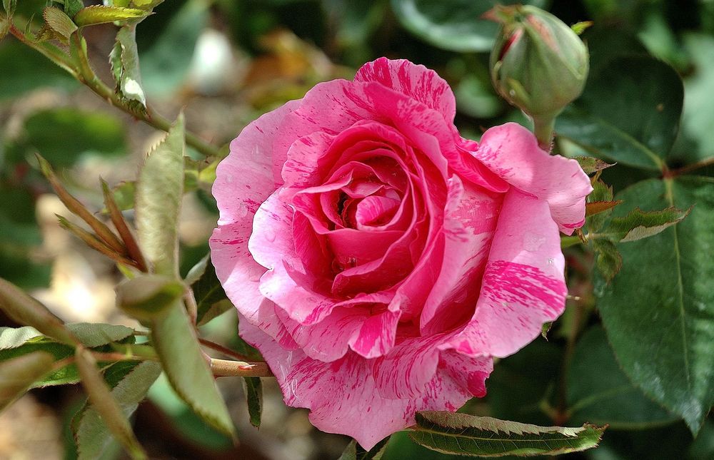 Rosa preciosa