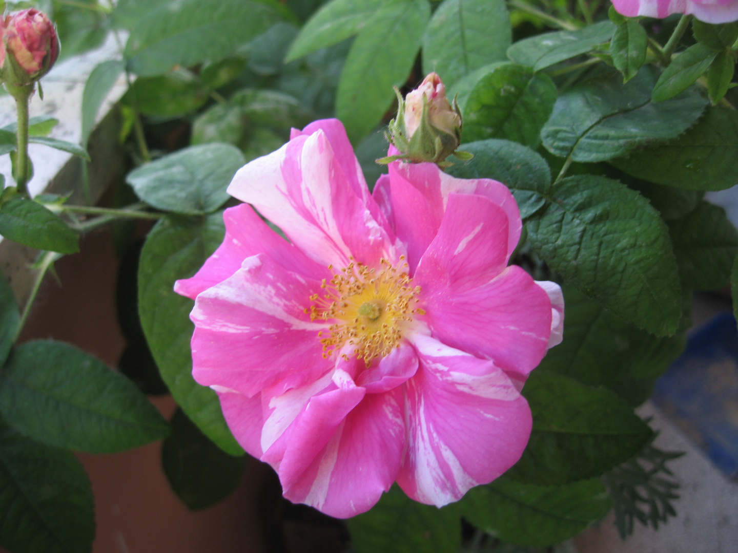 Rosa Prenestina