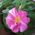 Rosa Prenestina