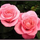 Rosa Prinzessin