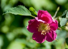 Rosa pyrenaica