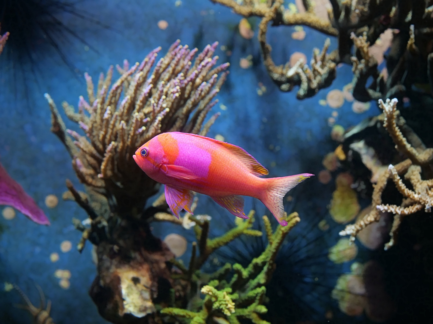 Rosa Quadrat Anthias