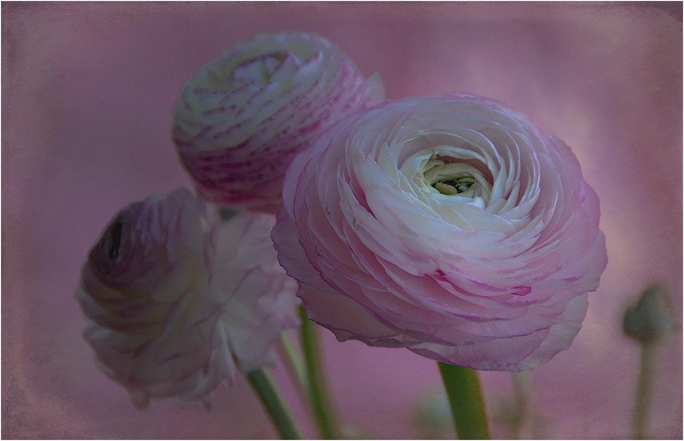 ~~Rosa Ranunkel zum Sonntag~~