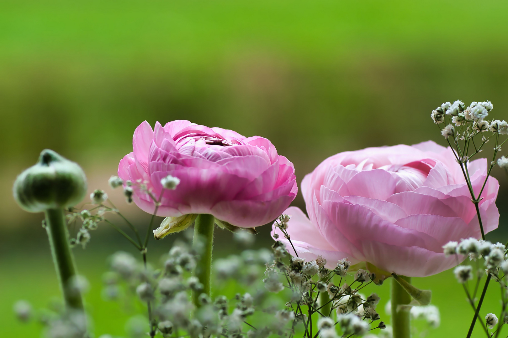 Rosa Ranunkeln