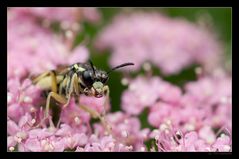 - rosa Rastplatz -