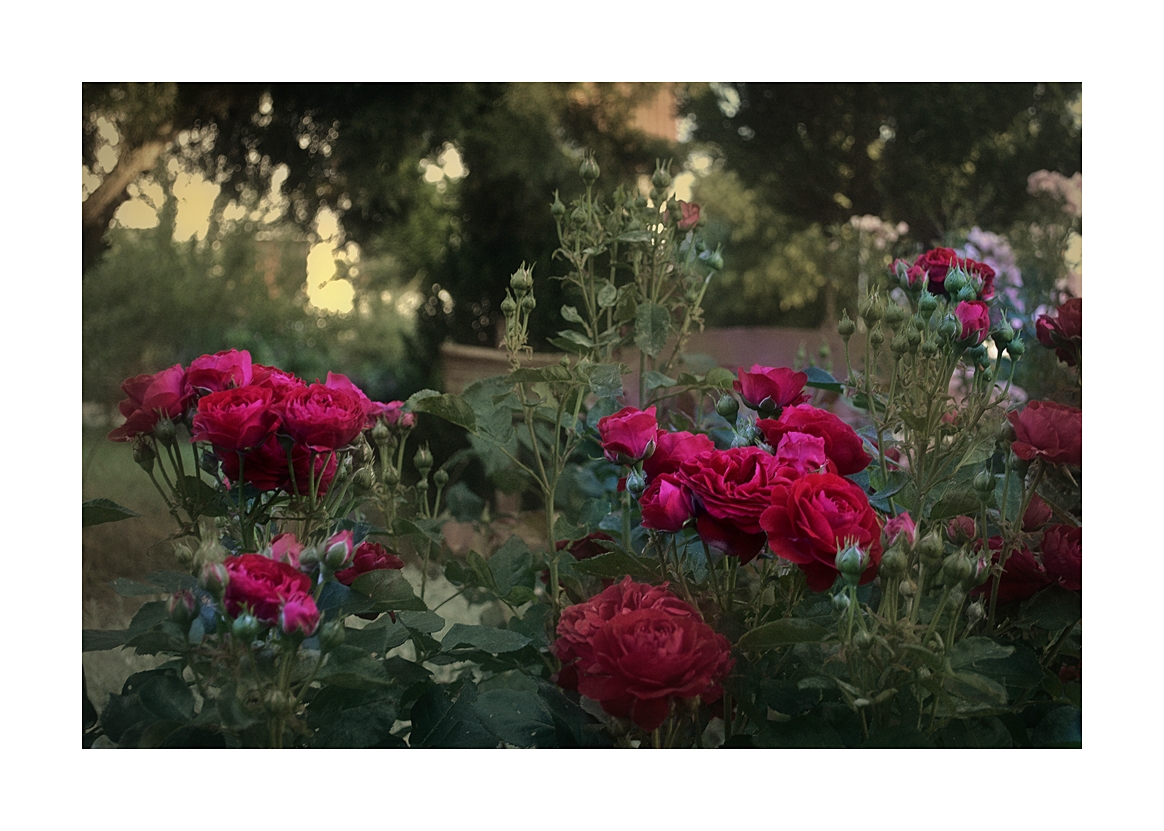 Rosa Red Flowercirkus