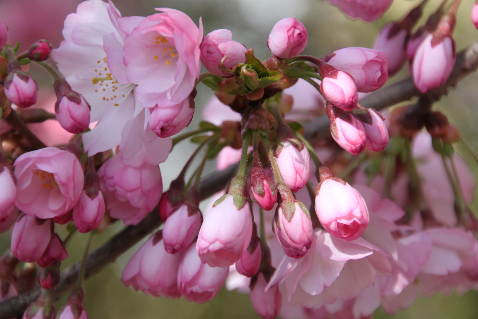 Rosa Regen