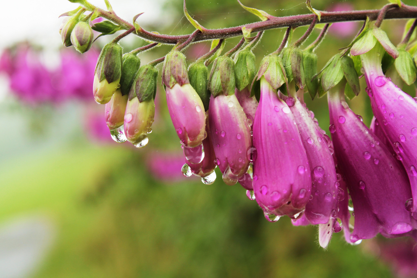 Rosa Regen