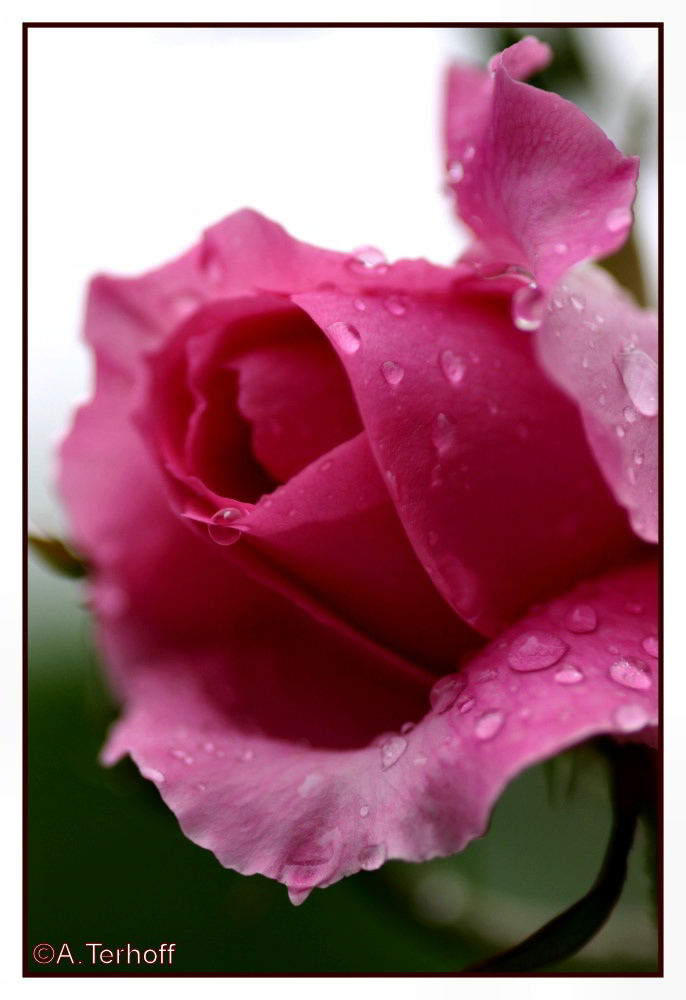 Rosa Regen I