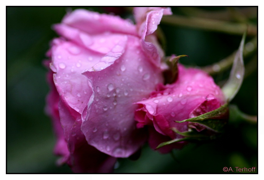 Rosa Regen III