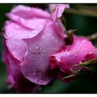 Rosa Regen III