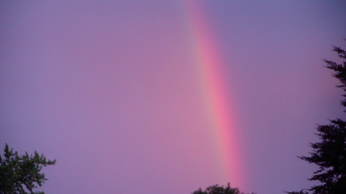 Rosa Regenbogen