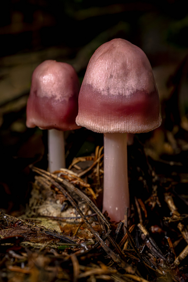 Rosa Rettich-Helmling