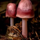 Rosa Rettich-Helmling