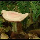 Rosa Rettichhelmling (Mycena rosea)