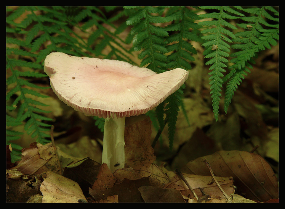 Rosa Rettichhelmling (Mycena rosea)