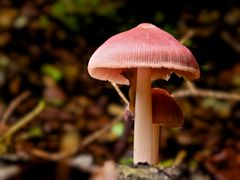 Rosa Rettichhelmling (Mycena rosea)