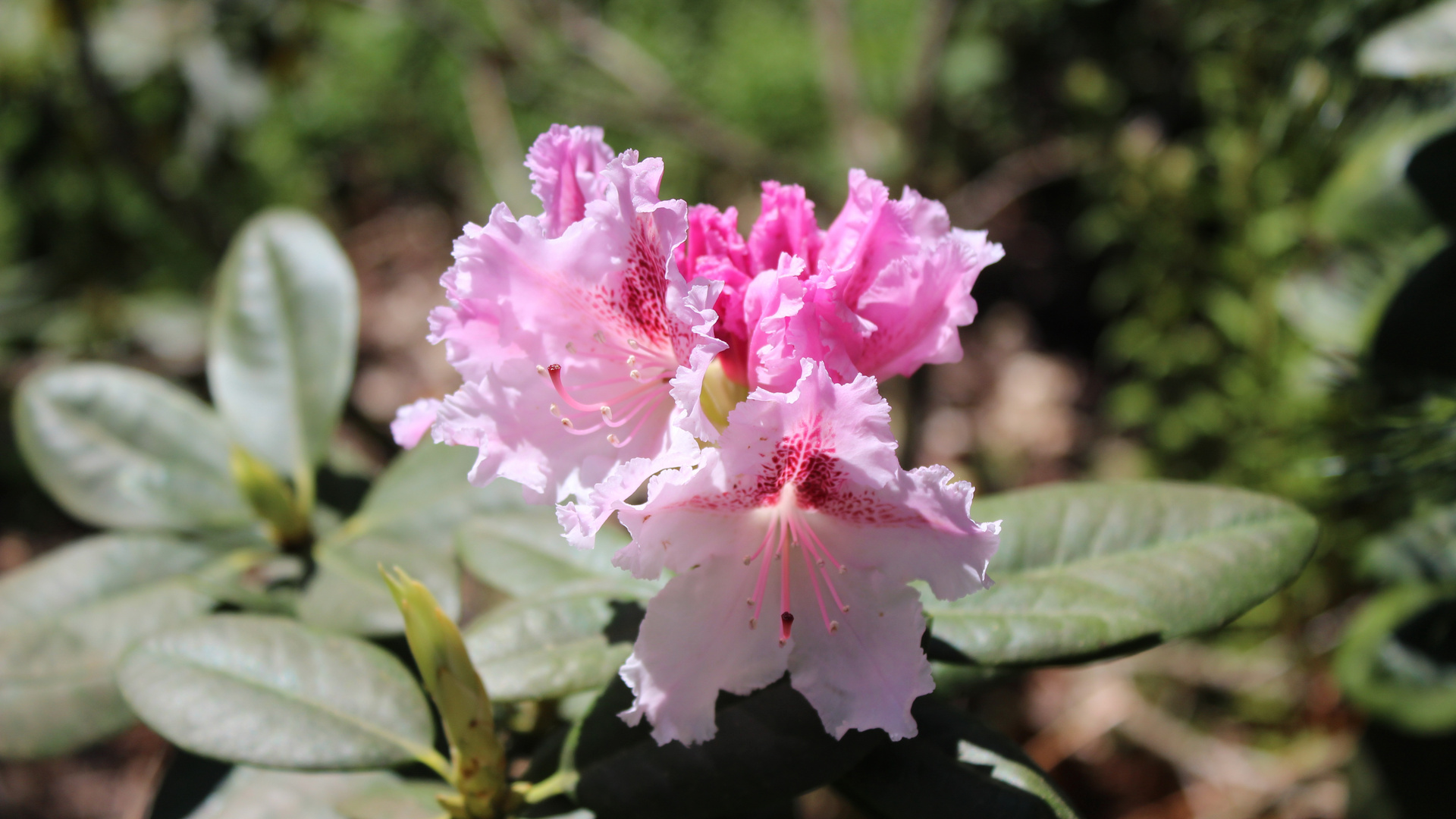 Rosa Rhododendron