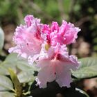 Rosa Rhododendron