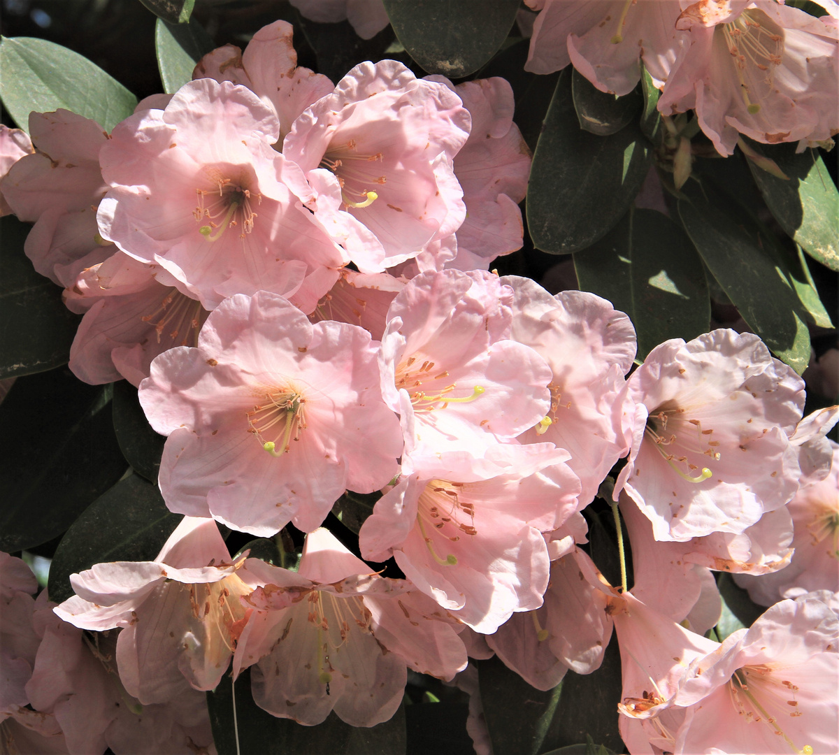 Rosa Rhododendron 