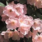 Rosa Rhododendron 