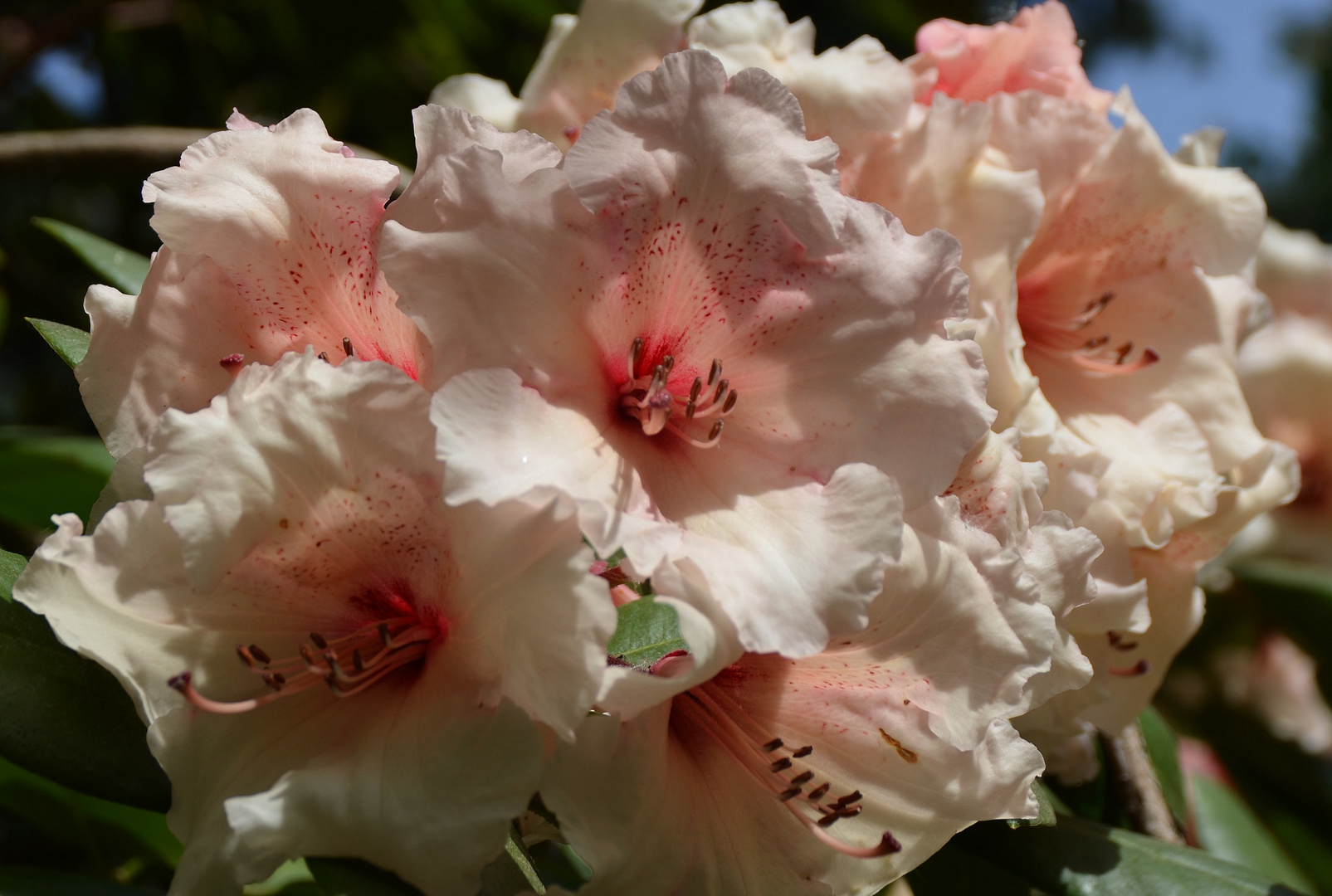 rosa Rhododendron-Blüten