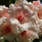 rosa Rhododendron-Blüten