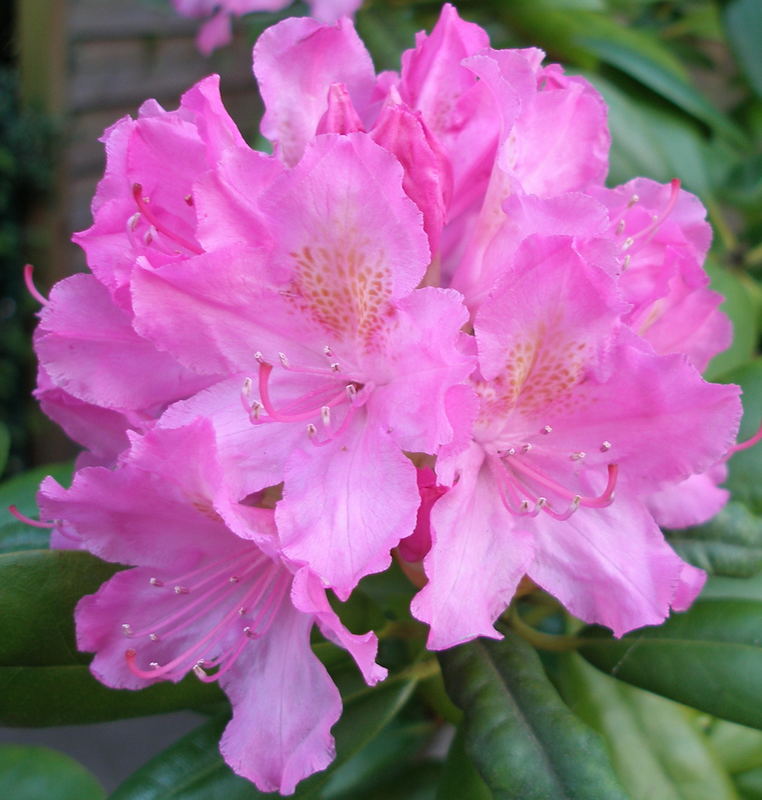 Rosa Rhododendron