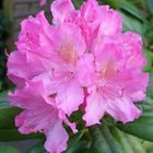 Rosa Rhododendron