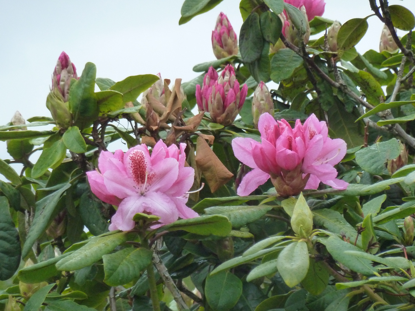 Rosa Rhododendron fängt auch an zu blühen